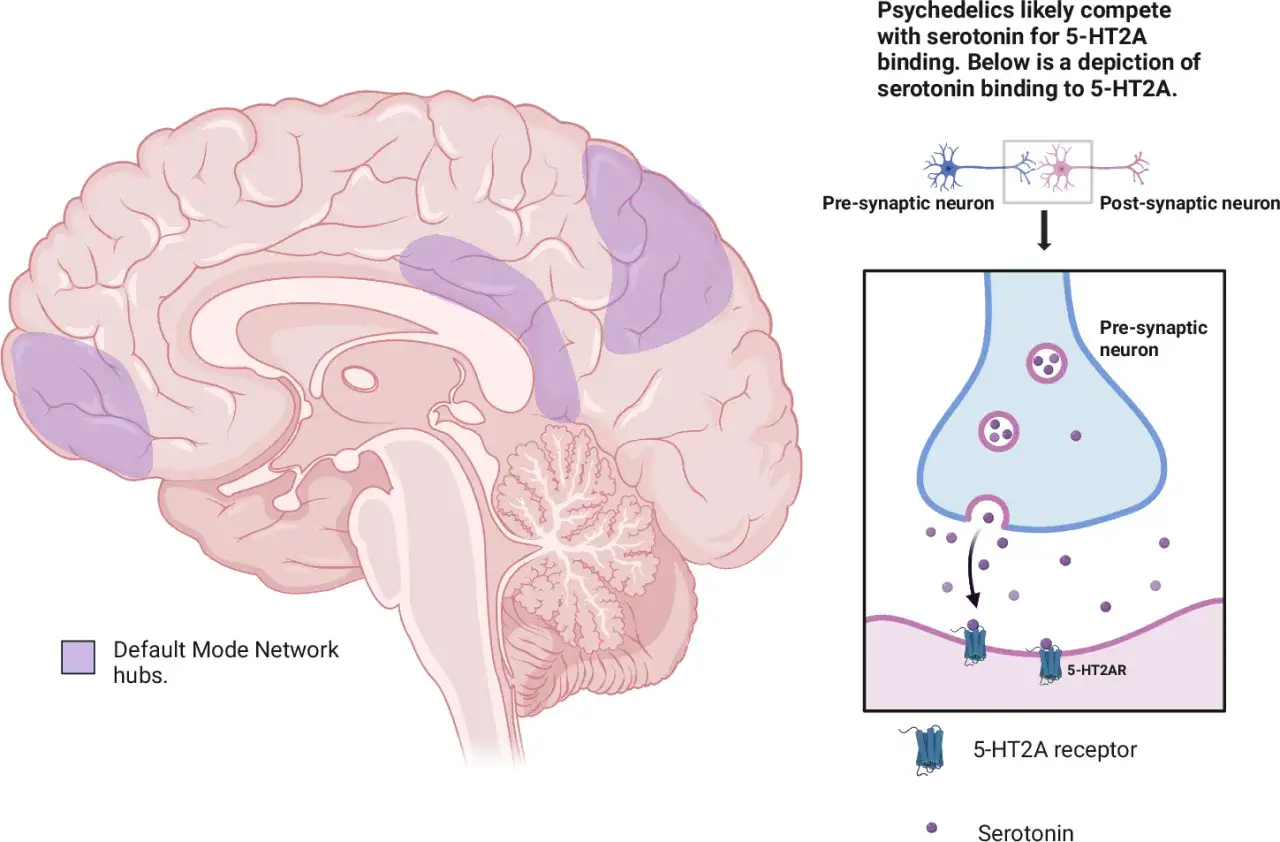 Mózg z zaznaczonymi obszarami sieci spoczynkowej. Schemat pokazuje, jak psychodeliki konkurują z serotoniną o receptory 5-HT2A.