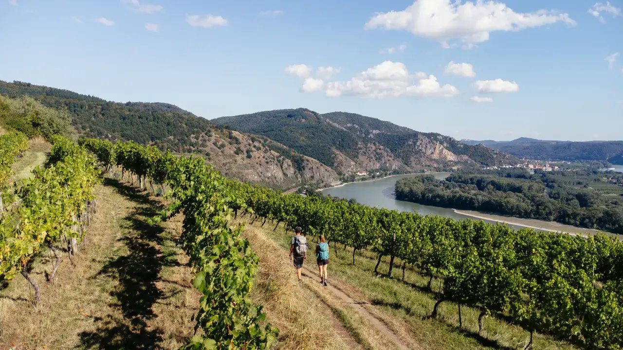 Dwie osoby z plecakami idą ścieżką przez winnicę w Dolnej Austrii, z rzeką i wzg&oacute;rzami w tle.