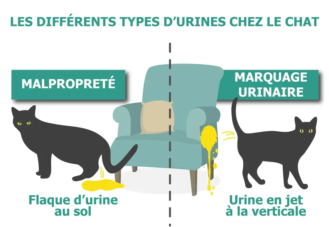 Deux chats, l'un faisant une flaque au sol (malpropreté), l'autre urinant en jet vertical (marquage urinaire). Un chat qui urine beaucoup peut avoir ces comportements.
