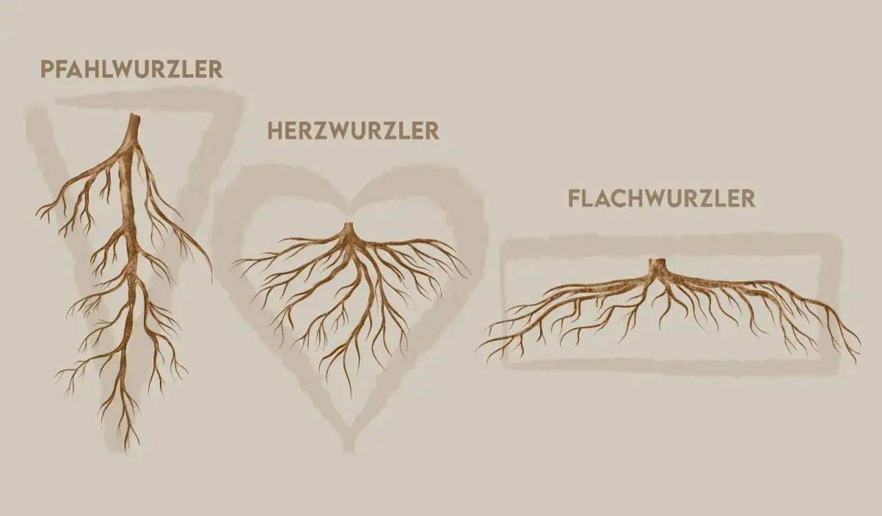 Drei Wurzeltypen: Pfahl-, Herz- und Flachwurzler. Ein Walnussbaum hat oft ein Herz-Wurzelsystem.