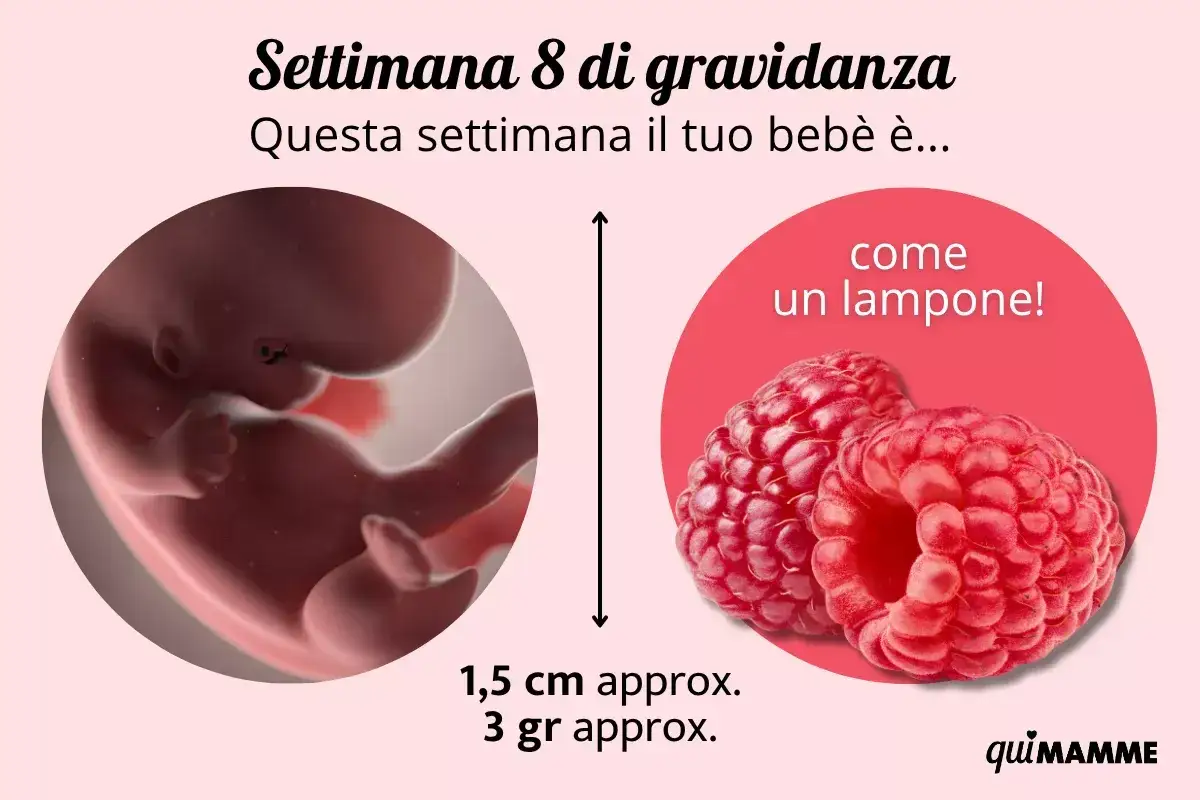Beb&egrave; di 8 settimane di gravidanza, grande come un lampone, misura 1,5 cm e pesa 3 grammi.