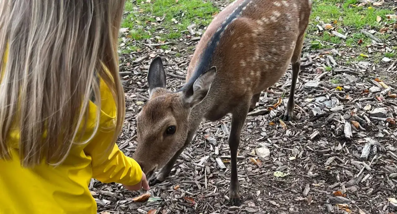 Ein Kind in gelber Regenjacke f&uuml;ttert ein Reh im Tierpark Ruhrgebiet.