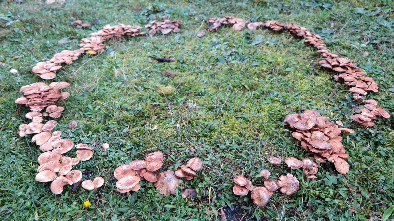 W ogródku pojawiły się grzyby, tworząc na trawie naturalny, brązowy łuk.