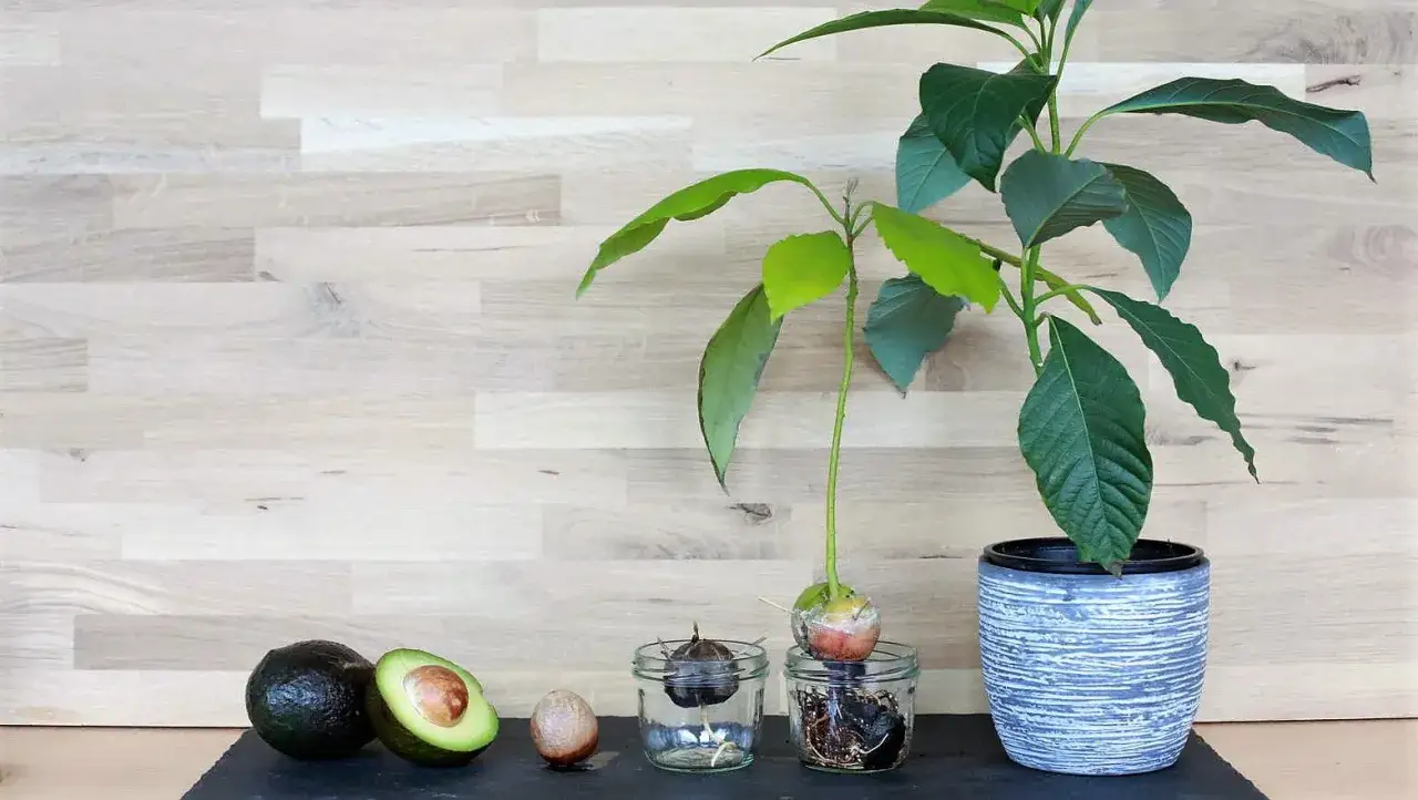 Von ganzen Avocados bis zu einer jungen avocado pflanze im Topf: Die Entwicklung einer avocado pflanze in Gläsern mit Wasser und Wurzeln.