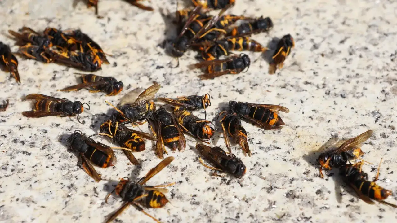 Un grupo de avispas muertas yace sobre una superficie de piedra. Algunas curiosidades de las avispas: son depredadoras y polinizadoras.