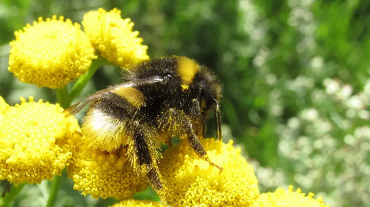 En humla, en insekt med gadd, samlar nektar fr&aring;n gula blommor.