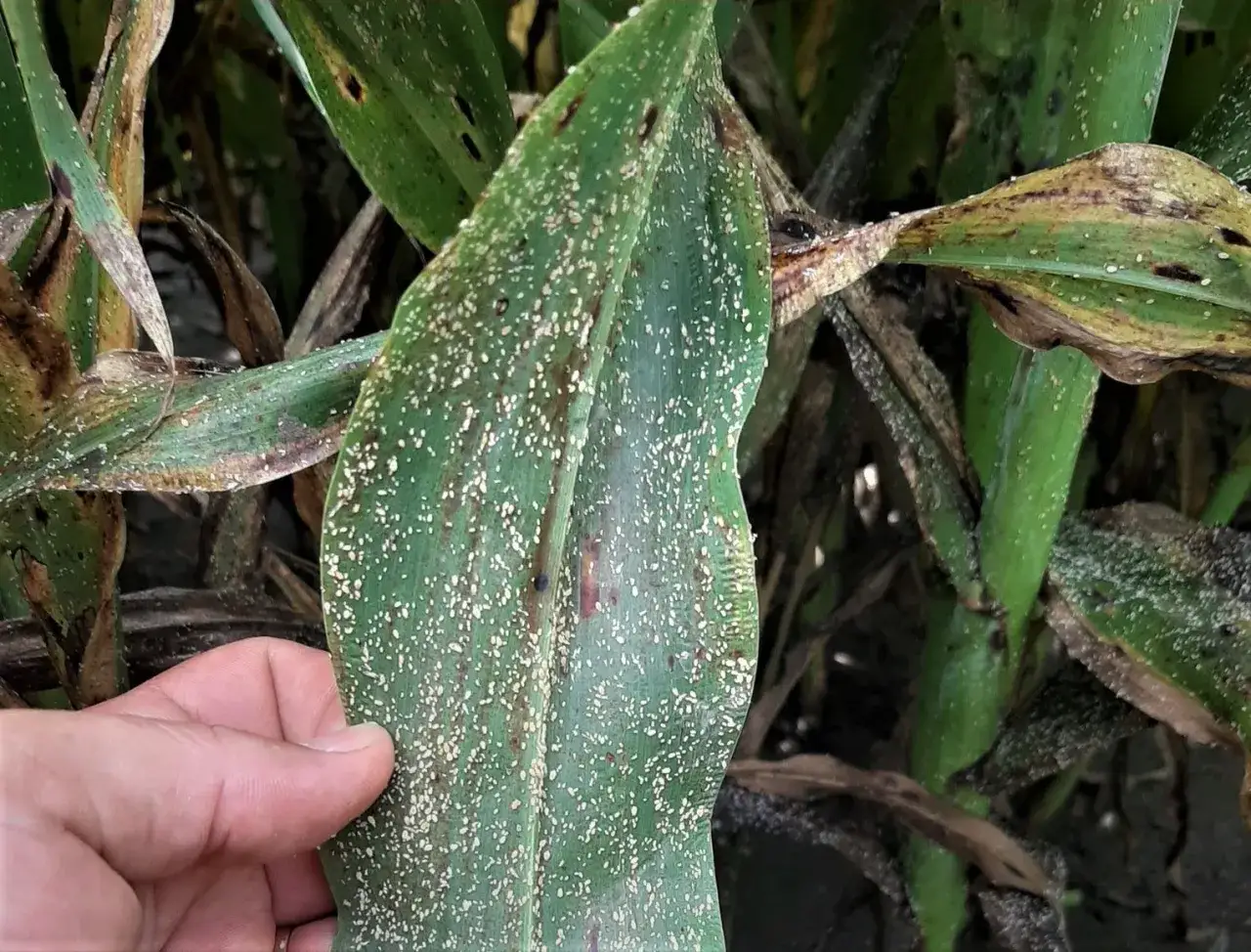 Una mano sujeta una hoja de ma&iacute;z cubierta de pulgones amarillos.
