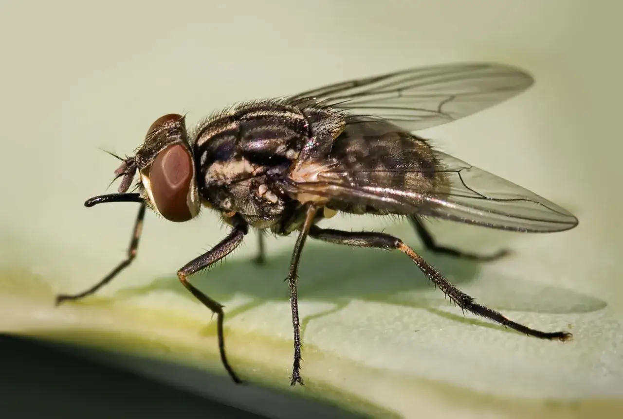 En n&auml;rbild av en fluga med stora, r&ouml;dbruna &ouml;gon och randig kropp. Den sitter p&aring; ett gr&ouml;nt blad, redo att flyga iv&auml;g. Vissa insekter som bits kan vara riktigt irriterande.