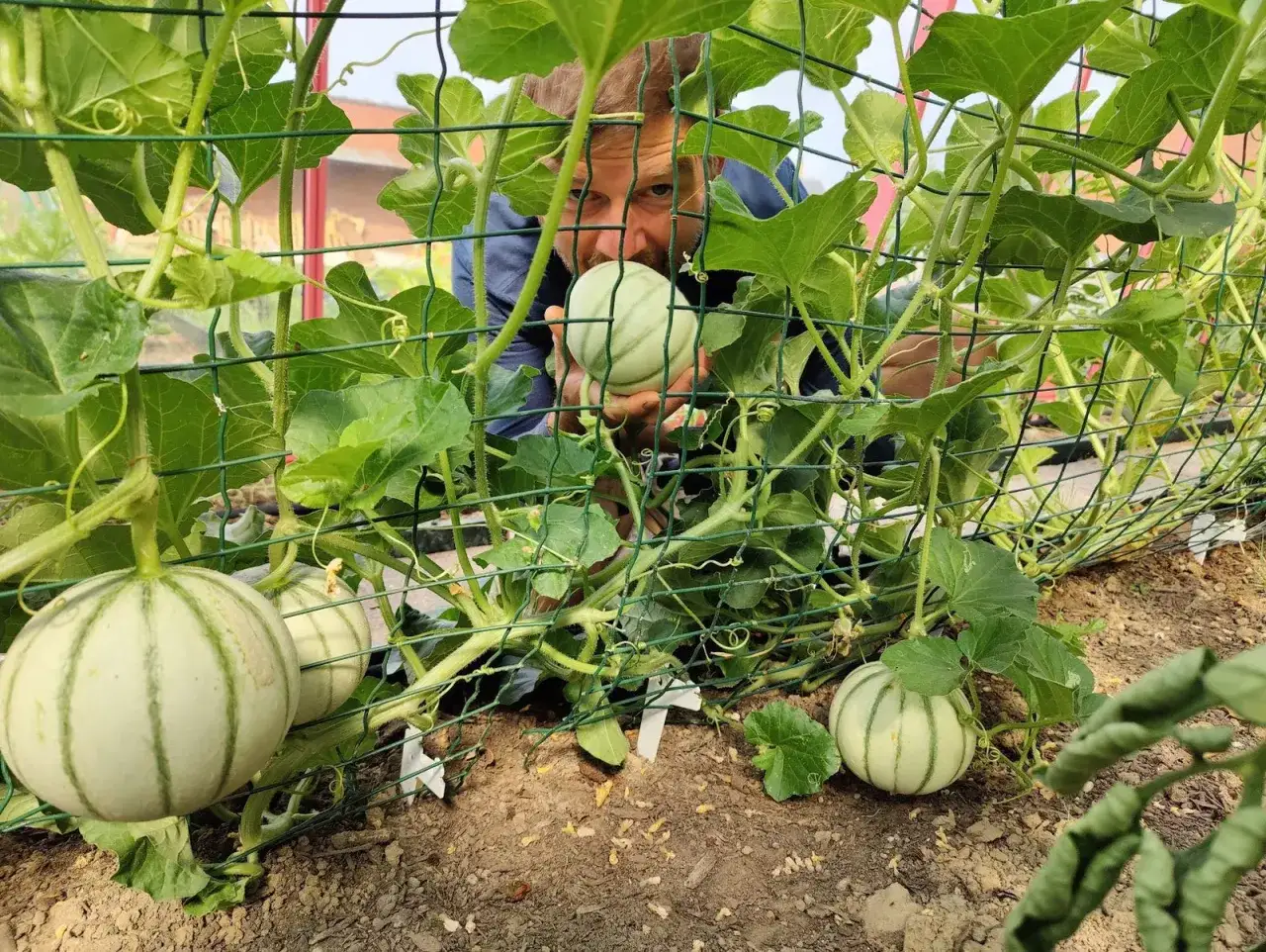 Un homme examine un jeune pied de melon dans une serre. Les melons sont encore petits, mais prometteurs.