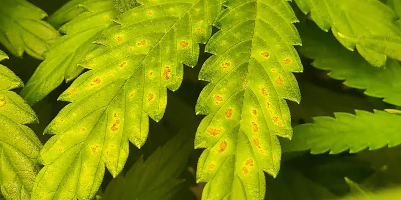 Foglie verdi con macchie arancioni, sintomo di carenza di calcio. Rimedi naturali per piante sane.