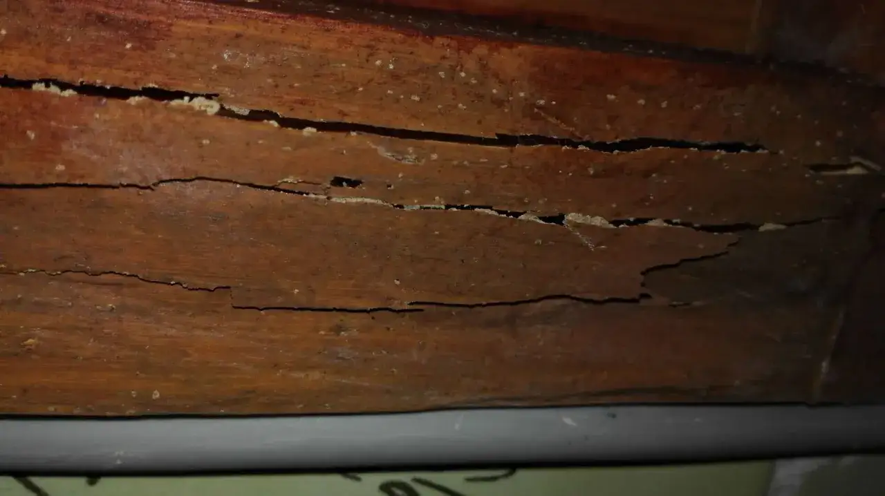 Madera dañada por termitas, con grietas y túneles. Necesita tratamiento contra termitas para su restauración.