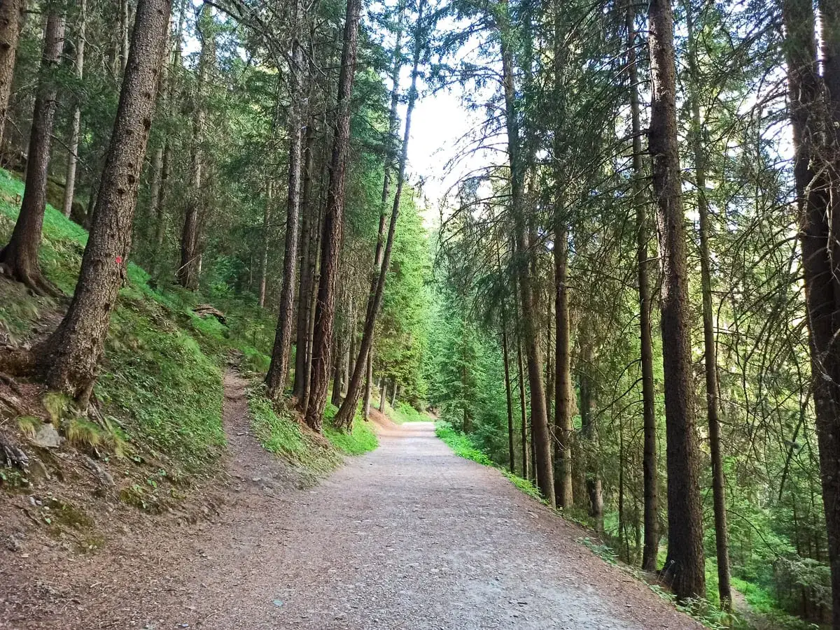 Sentiero nel bosco, ideale per **cogne escursioni facili**. La strada sterrata serpeggia tra alti alberi di conifere, invitando a una passeggiata rilassante nella natura.