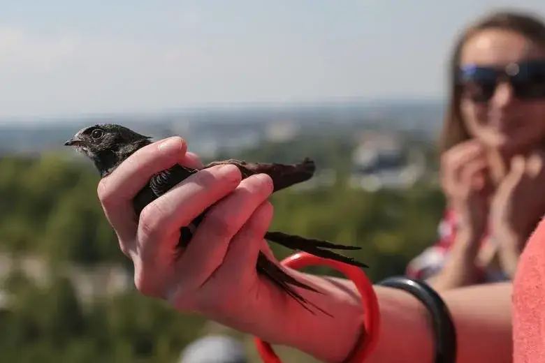 Zdjęcie Ptaki które jedzą komary - Jakie gatunki skutecznie je eliminują?