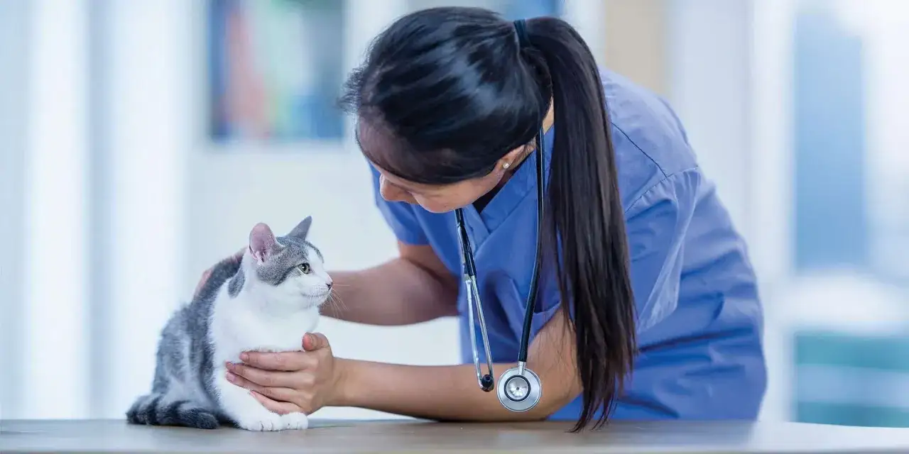 Veterinaria examina a un gato gris y blanco. El due&ntilde;o preocupado dice: 
