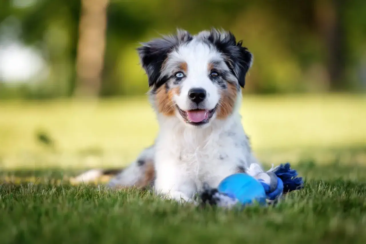 Ein s&uuml;&szlig;er Mini Australian Shepherd Blue Merle mit wundersch&ouml;nen blauen Augen liegt im Gras und spielt mit einem Spielzeug.