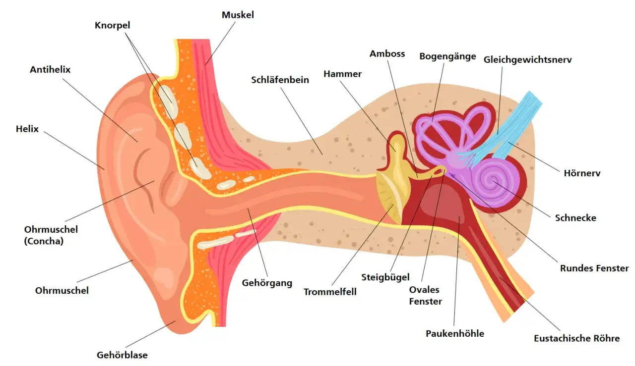 Schnitt durch das Ohr zeigt Gehörgang, Trommelfell, Schnecke und Bogengänge des Gleichgewichtsnervs, wichtig für die Orientierung.