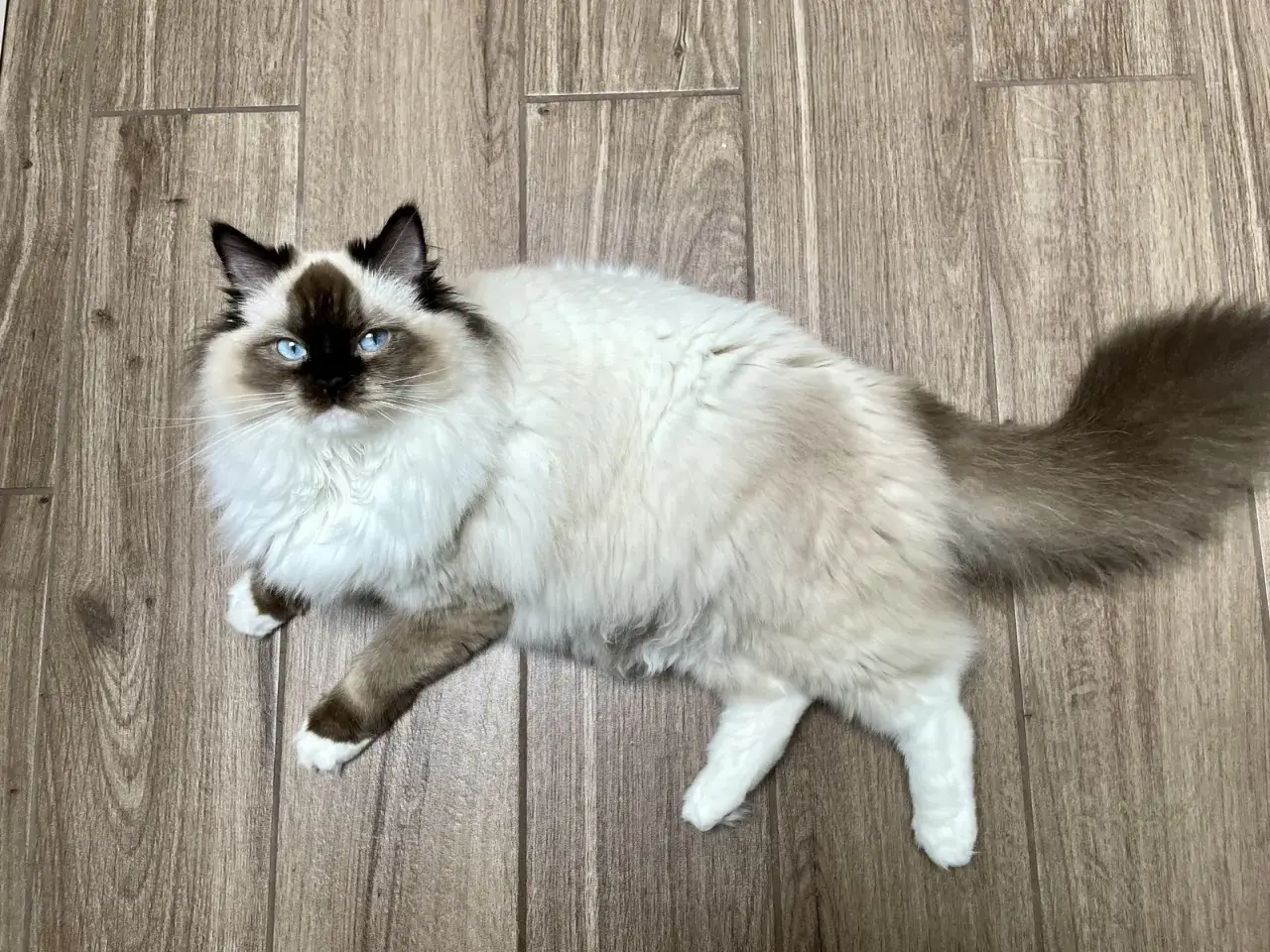 Ragdoll kot dla alergika