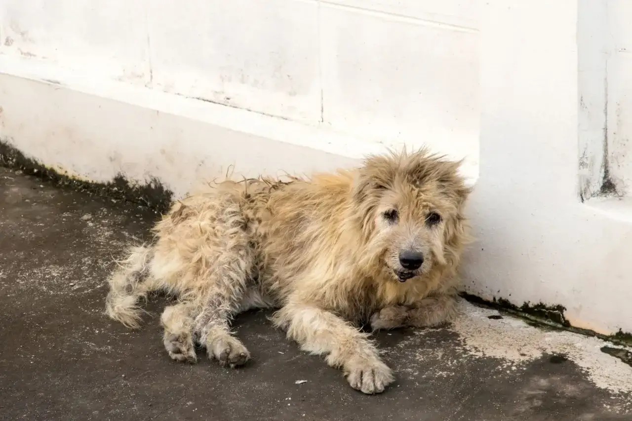 Ein struppiger, heller Hund liegt ersch&ouml;pft am Boden. Ein fremder Hund rennt auf meinen Hund zu, was ihn beunruhigt.