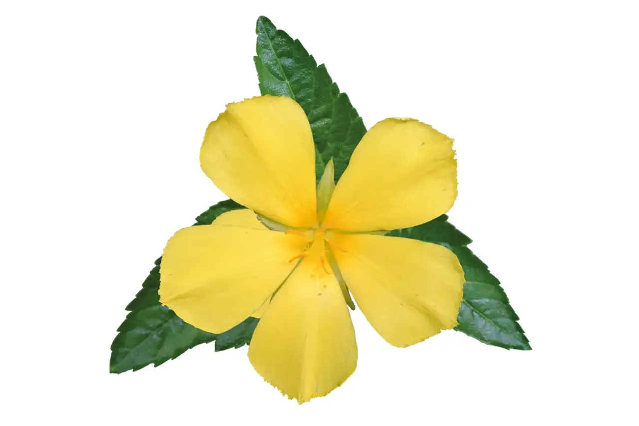 Eine gelbe Damiana-Blüte mit grünen Blättern. Die Damiana-Wirkung ist bekannt für ihre aphrodisierenden Eigenschaften.