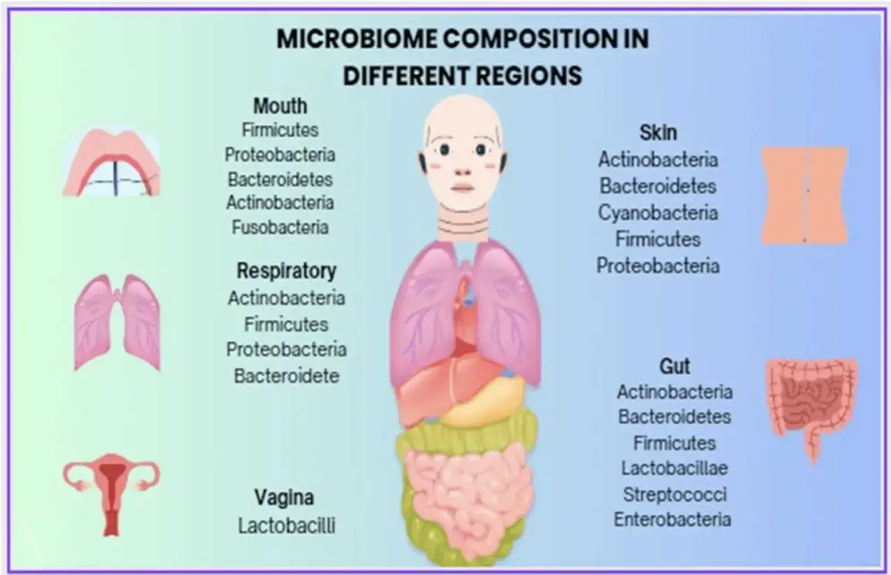 Composition du microbiome dans diff&eacute;rentes r&eacute;gions du corps humain, montrant le nombre de bact&eacute;ries dans la bouche, les voies respiratoires, la peau, le vagin et l'intestin.