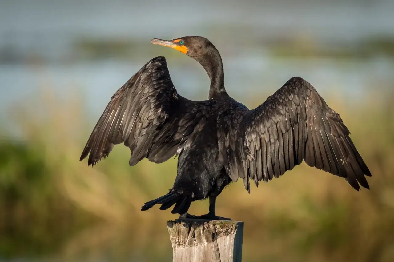 Czarny kormoran z rozpostartymi skrzydłami na drewnianym słupku. Ptak suszy pióra, jego pomarańczowy dziób i niebieskie oko są widoczne.