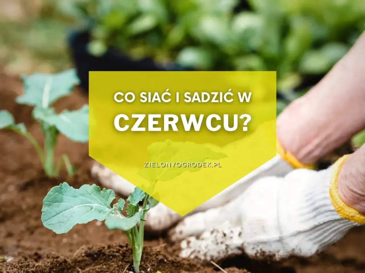 Ręce w rękawiczkach sadzą młode rośliny. Na ż&oacute;łtym tle pytanie: 
