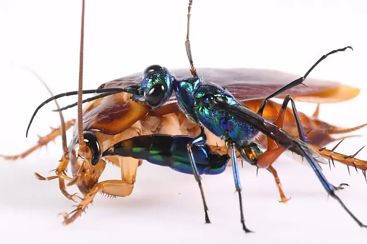 Una avispa cucaracha esmeralda, con su cuerpo iridiscente, se posa sobre una cucaracha marr&oacute;n, creando una escena de contrastes naturales.
