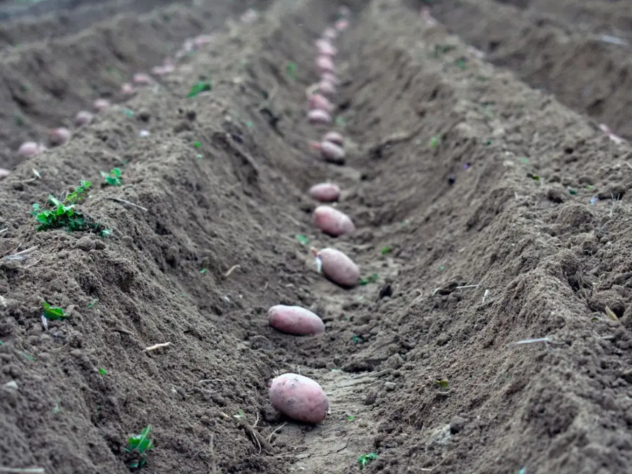 Lignes de pommes de terre prêtes pour la plantation dans un champ labouré. Les tubercules reposent dans des sillons de terre sombre, promettant une future récolte.