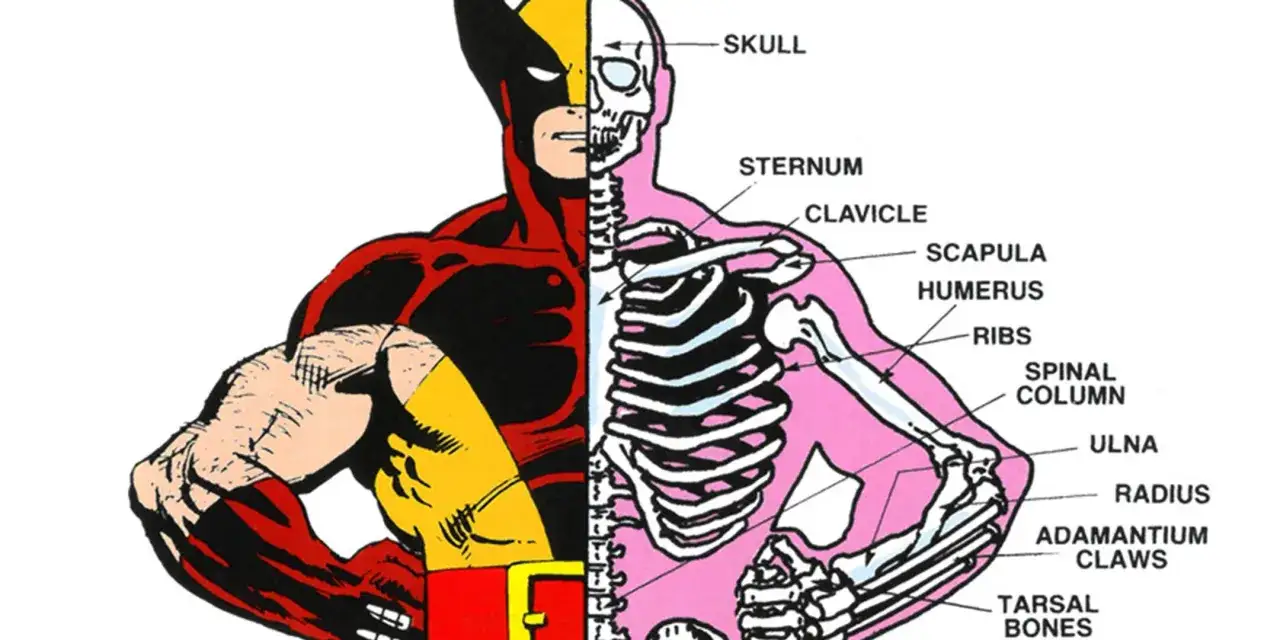 Le squelette de Wolverine, révélant son incroyable structure osseuse, y compris ses griffes en adamantium.