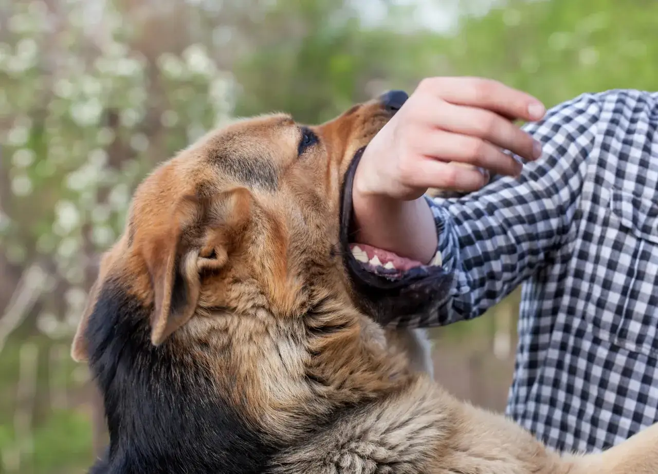 Un chien attaque un bras. Apprenez comment faire lâcher un chien qui attaque pour éviter le danger.