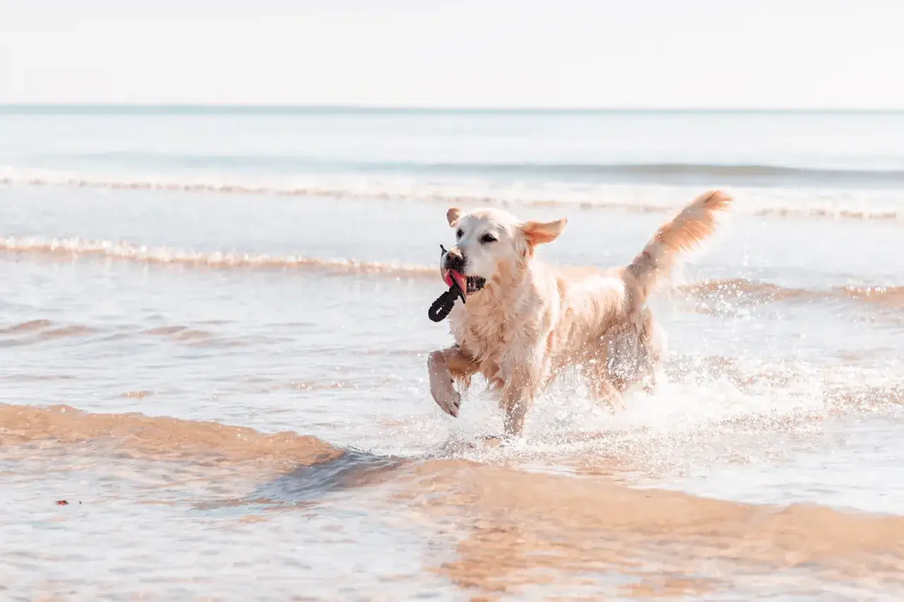 Un golden retriever joueur court dans les vagues sur la plage des chiens &agrave; La Grande-Motte, une corde dans la gueule.