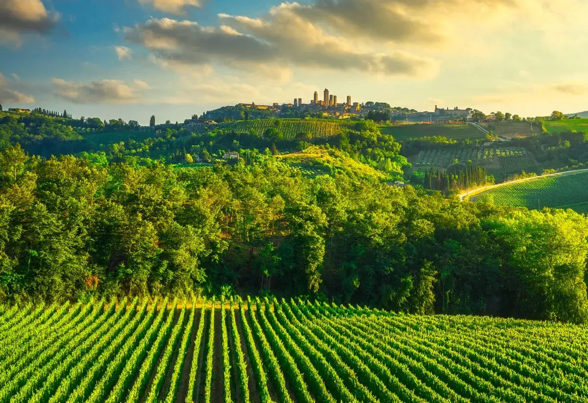 Campagna toscana al tramonto, con vigneti rigogliosi che promettono un'ottima vernaccia di San Gimignano DOCG, e le torri medievali all'orizzonte.
