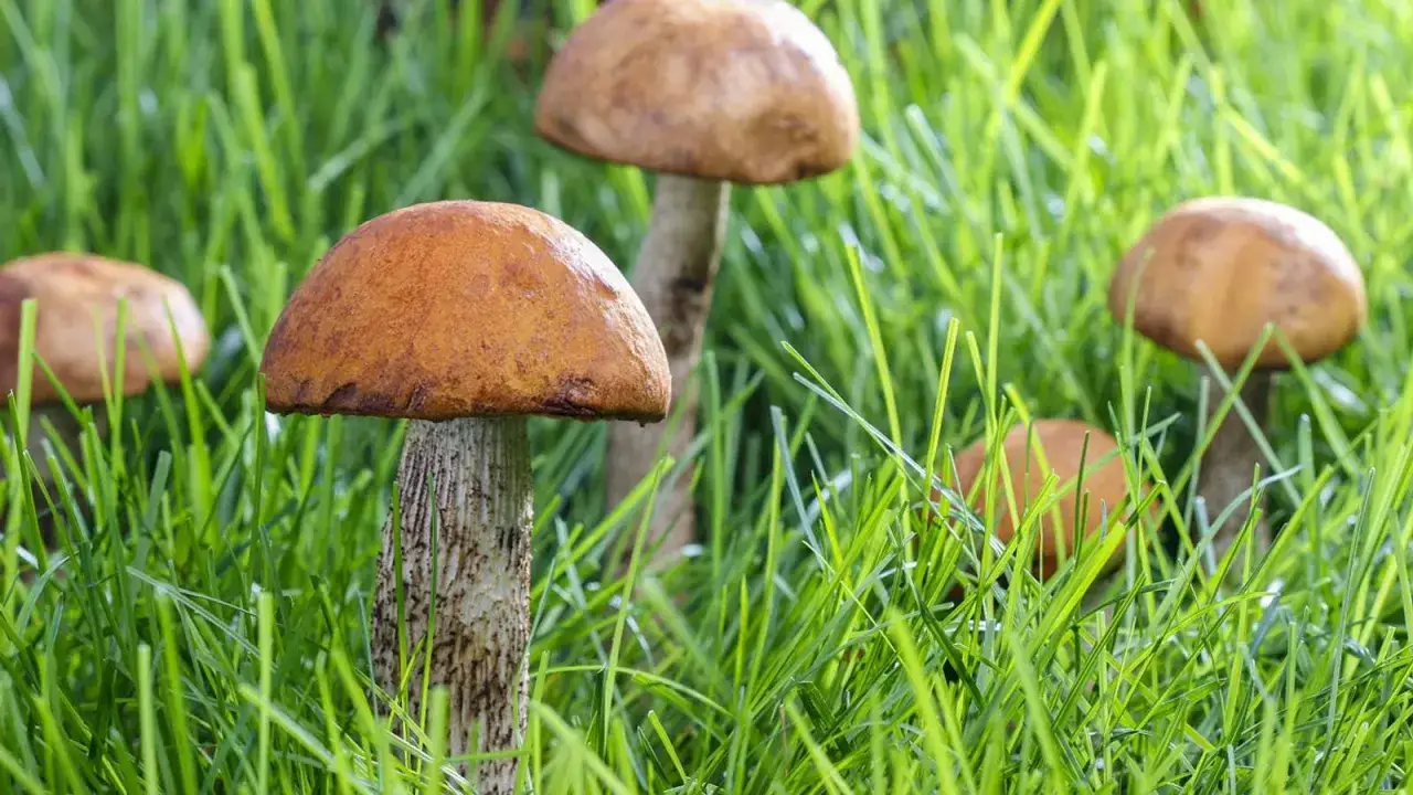 Mehrere orangefarbene Pilze wachsen im gr&uuml;nen Gras. Ein Pilz im Vordergrund zeigt seinen gemusterten Stiel und den braunen Hut.