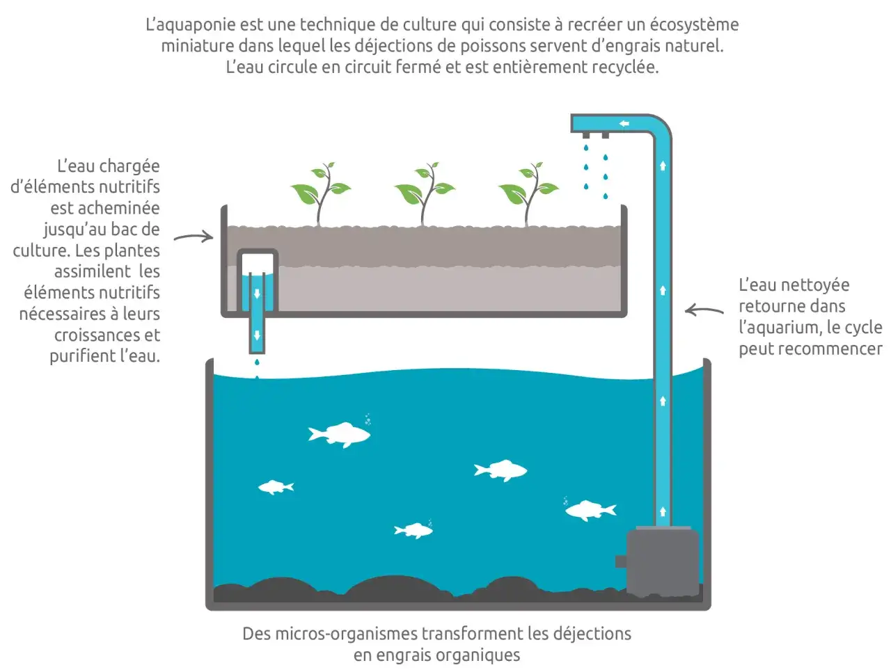 Un système aquaponique où des poissons fertilisent des plantes. Les bactéries bénéfiques transforment les déjections en nutriments pour les plantes, purifiant l'eau.