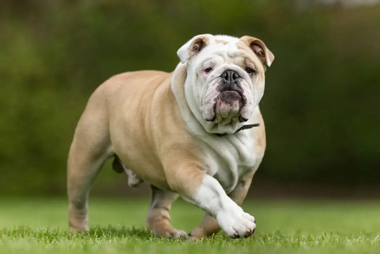 Eine Englische Bulldogge mit charakteristischem Gesichtsausdruck l&auml;uft auf einer gr&uuml;nen Wiese. Die Erziehung dieser Rasse erfordert Geduld und Verst&auml;ndnis.