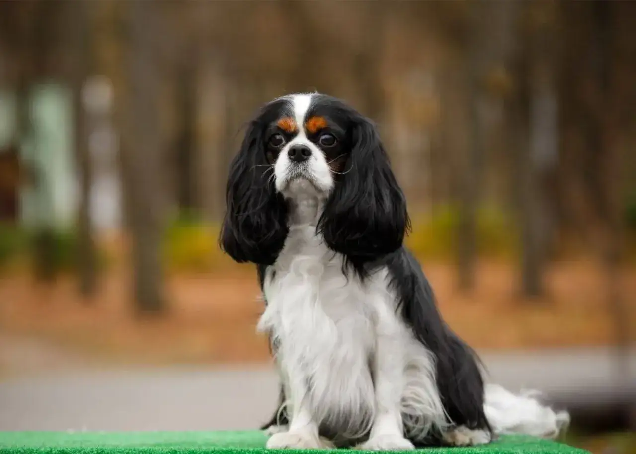 Uroczy cavalier king charles spaniel siedzi na zielonej powierzchni. Zastanawiasz się, ile gram karmy dla szczeniaka cavaliera potrzebuje?