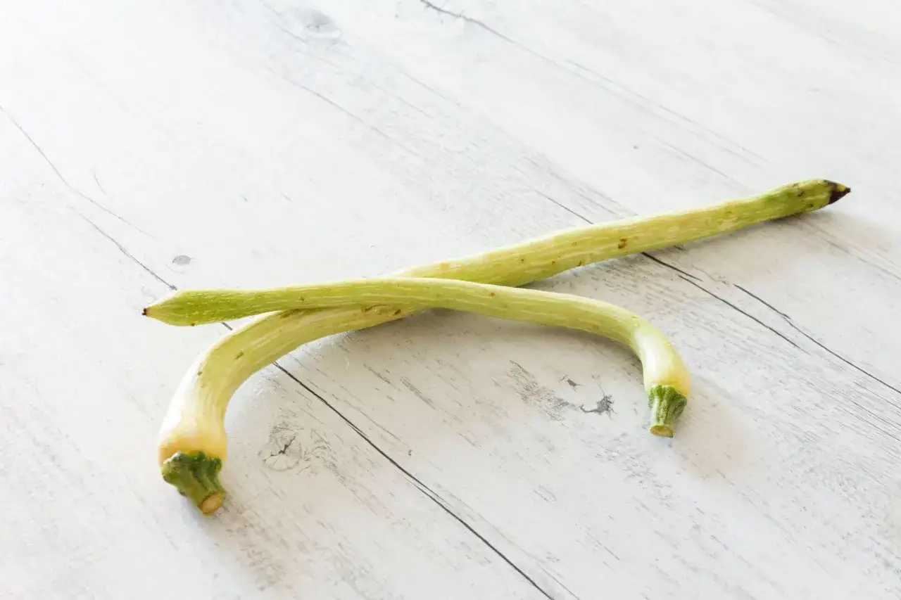 Due zucchine trombetta, perfette per gustose ricette estive, adagiate su un tavolo di legno chiaro.
