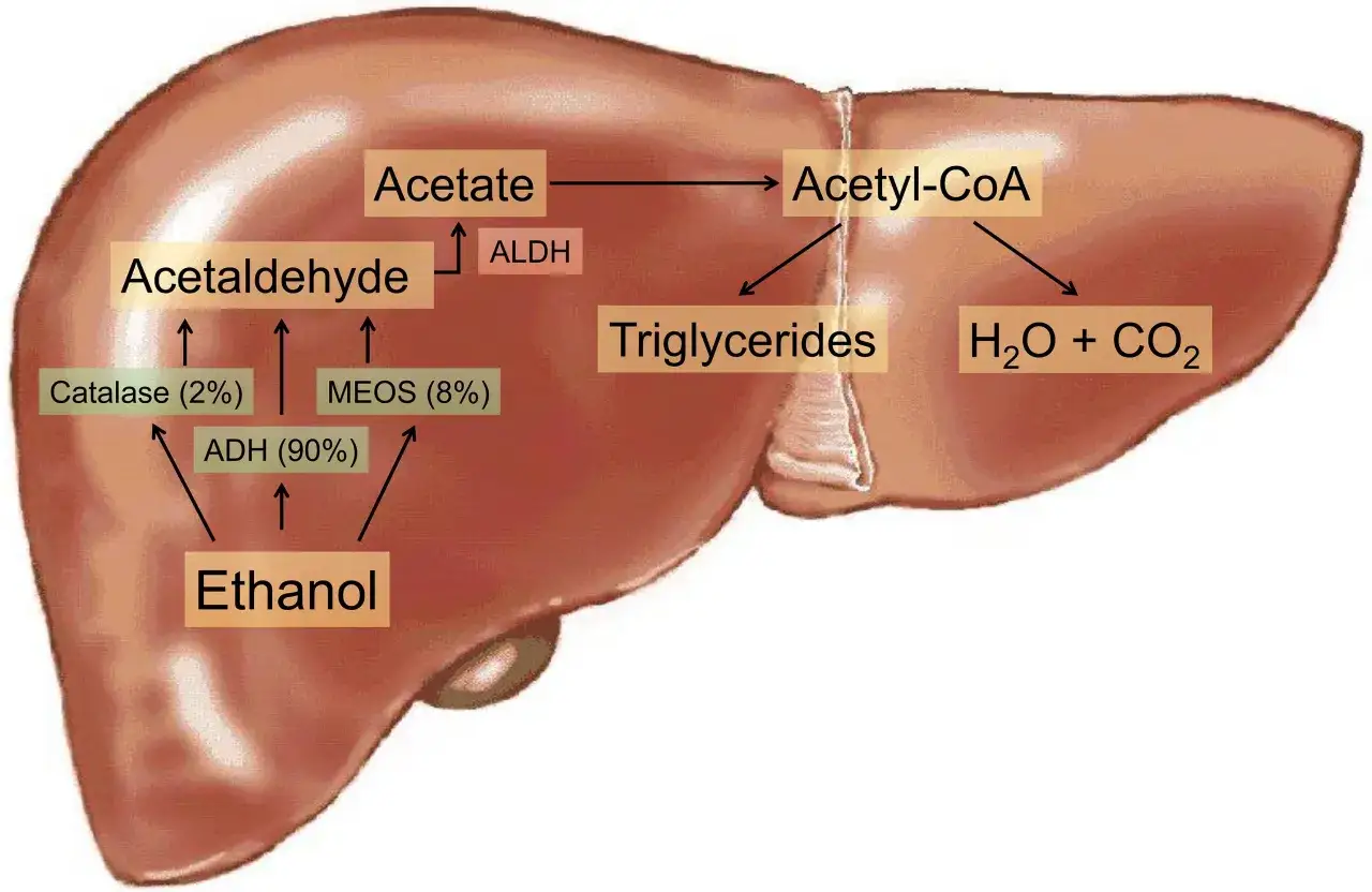 Schemat metabolizmu etanolu w wątrobie: etanol przekształca się w aldehyd octowy, a następnie w octan, który może być dalej przetwarzany na triglicerydy lub związki takie jak H2O i CO2. To procesy, które zachodzą po spożyciu alkoholu, a nie 