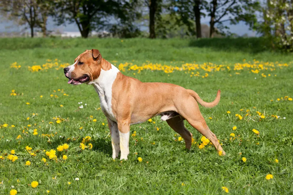Ein American Staffordshire Terrier steht stolz auf einer grünen Wiese voller gelber Löwenzahnblüten.
