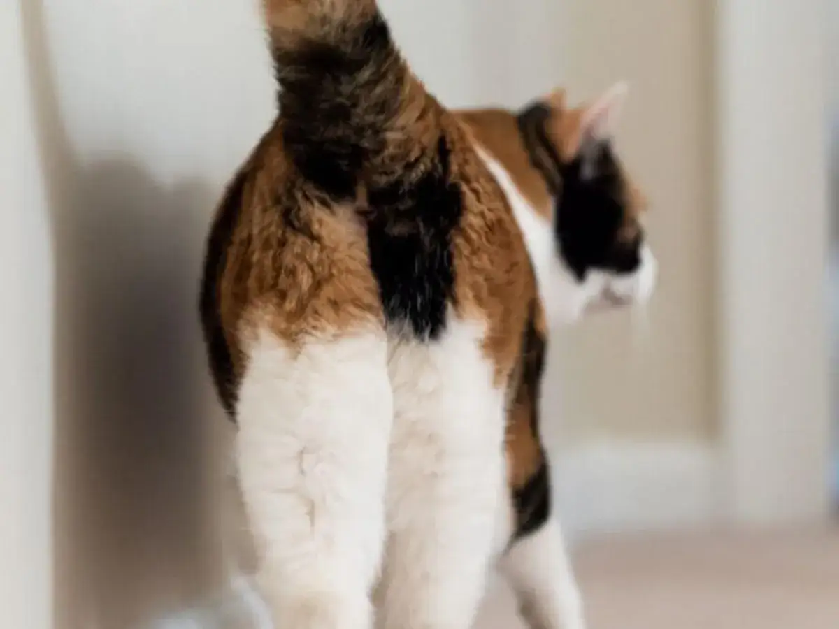 A calico cat's fluffy rear end is presented, a common sight when asking why do cats put their butt in your face. It's a sign of trust and affection!