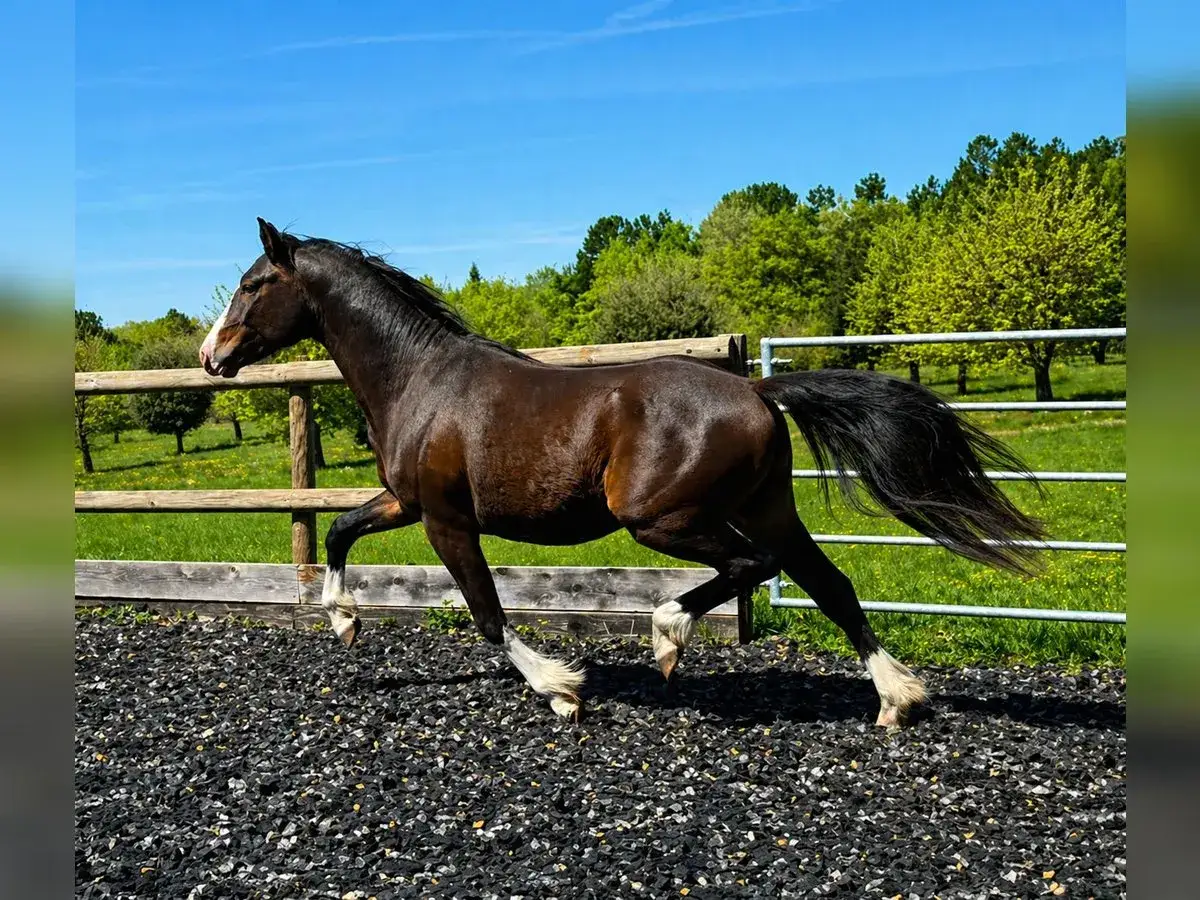 Un magnifique etalon poney francais de selle, robe baie, galope sur un sol de gravier, avec des arbres verts en arrière-plan.