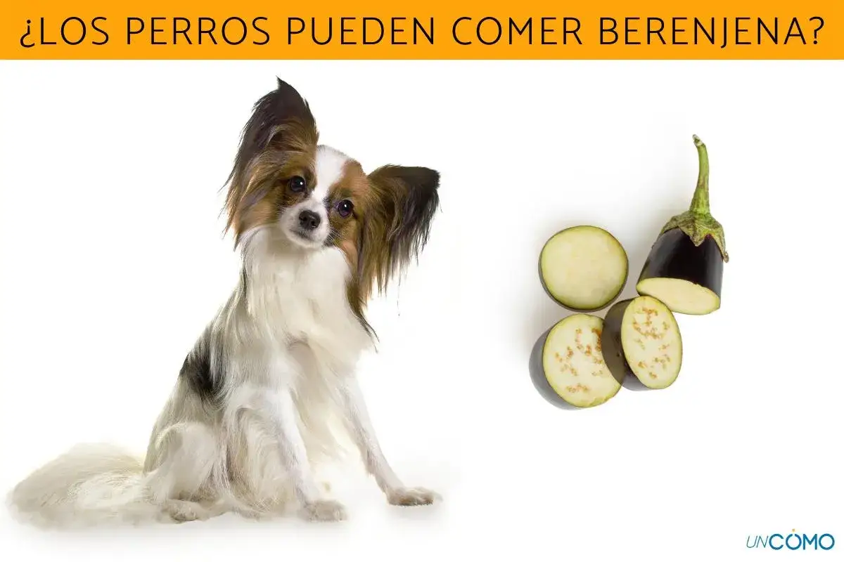 Un perro papillon mira atentamente mientras se muestran rodajas de berenjena, sugiriendo que los perros pueden comer berenjena.