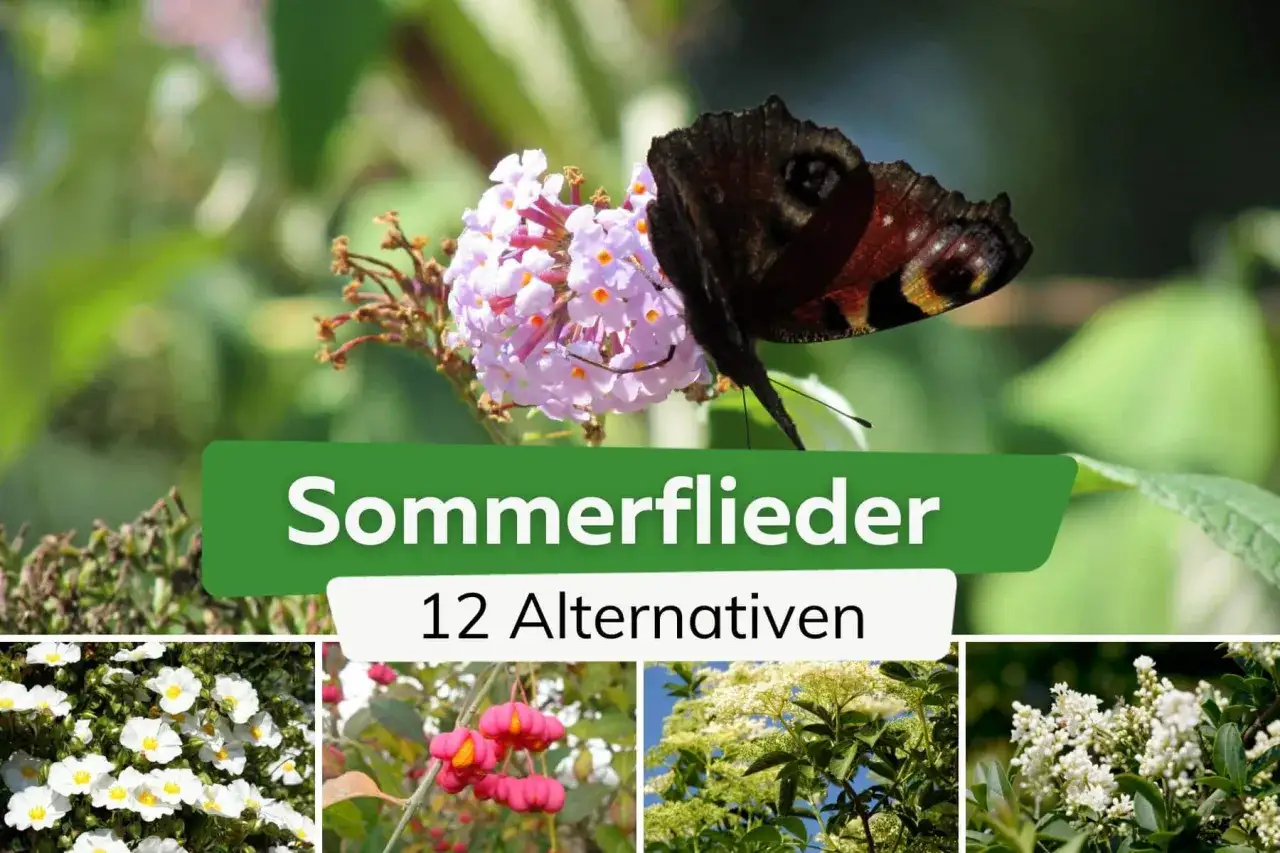 Schmetterling auf einem Sommerflieder, der als invasiv gilt. 12 Alternativen werden vorgestellt.