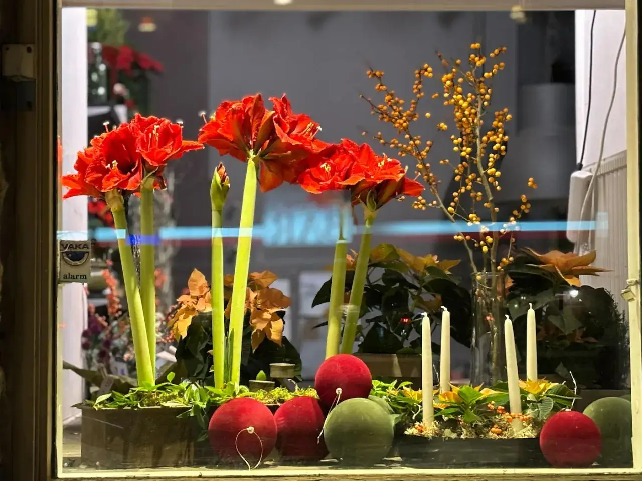 Vacker juldekoration med r&ouml;da amaryllisar och julblommor i kruka. Gula b&auml;rkvistar och ljus skapar en mysig st&auml;mning.