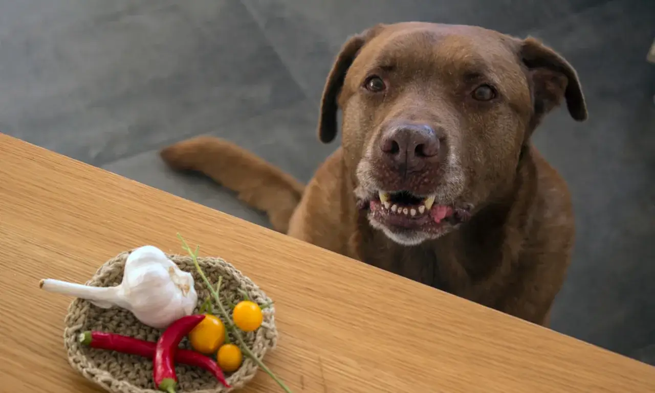 Un perro marrón mira curioso una cesta con ajo, chiles y tomates. ¿Será que los perros pueden comer ajo?