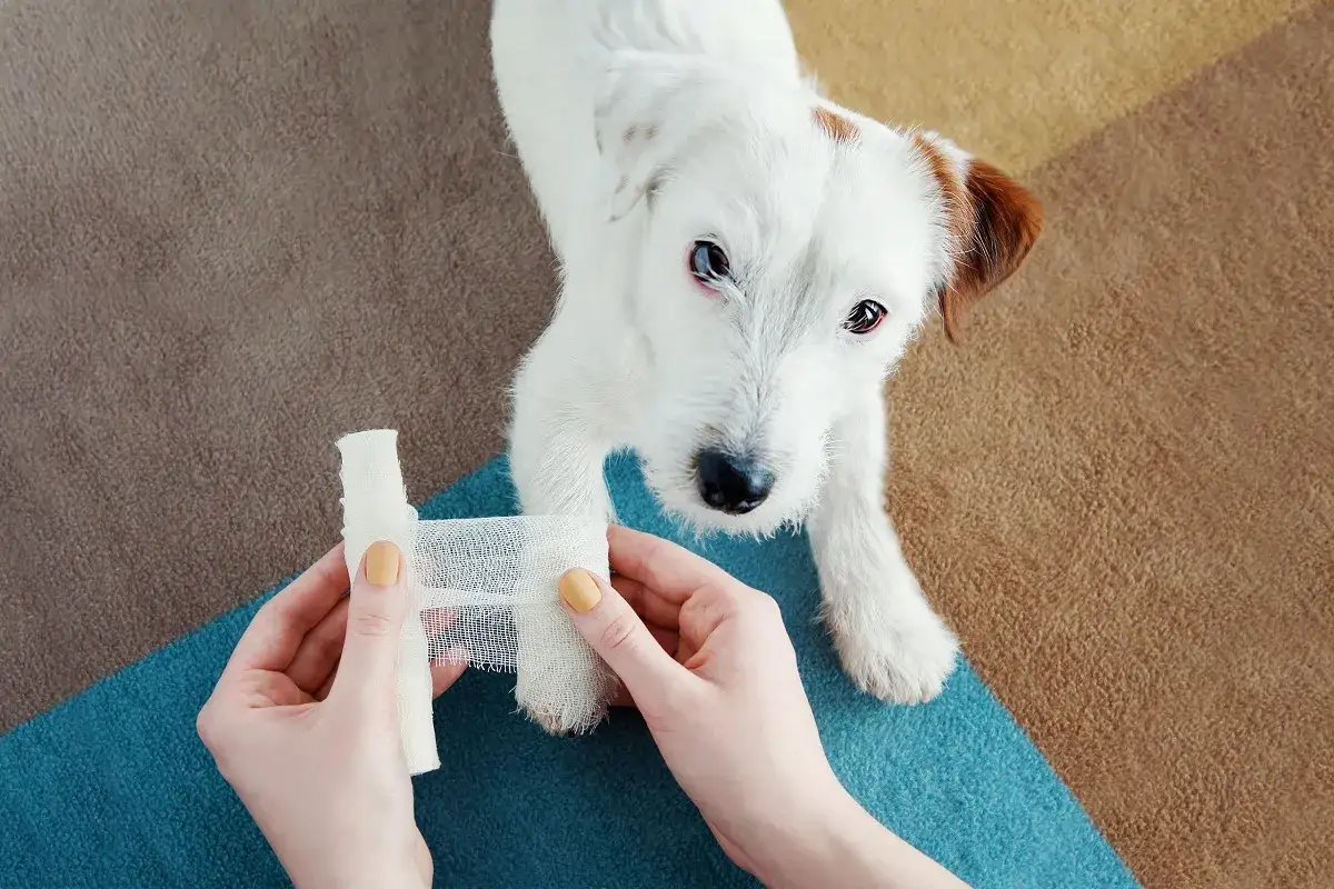 Une main applique un pansement qui colle à la plaie sur la patte d'un adorable chiot blanc.