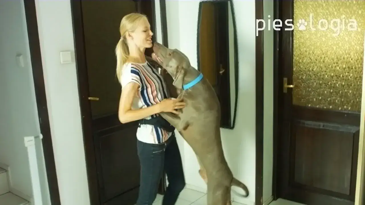Pies skacze na właścicielkę, witając ją z radością. To częsta reakcja, gdy pies cieszy się na widok ukochanej osoby.