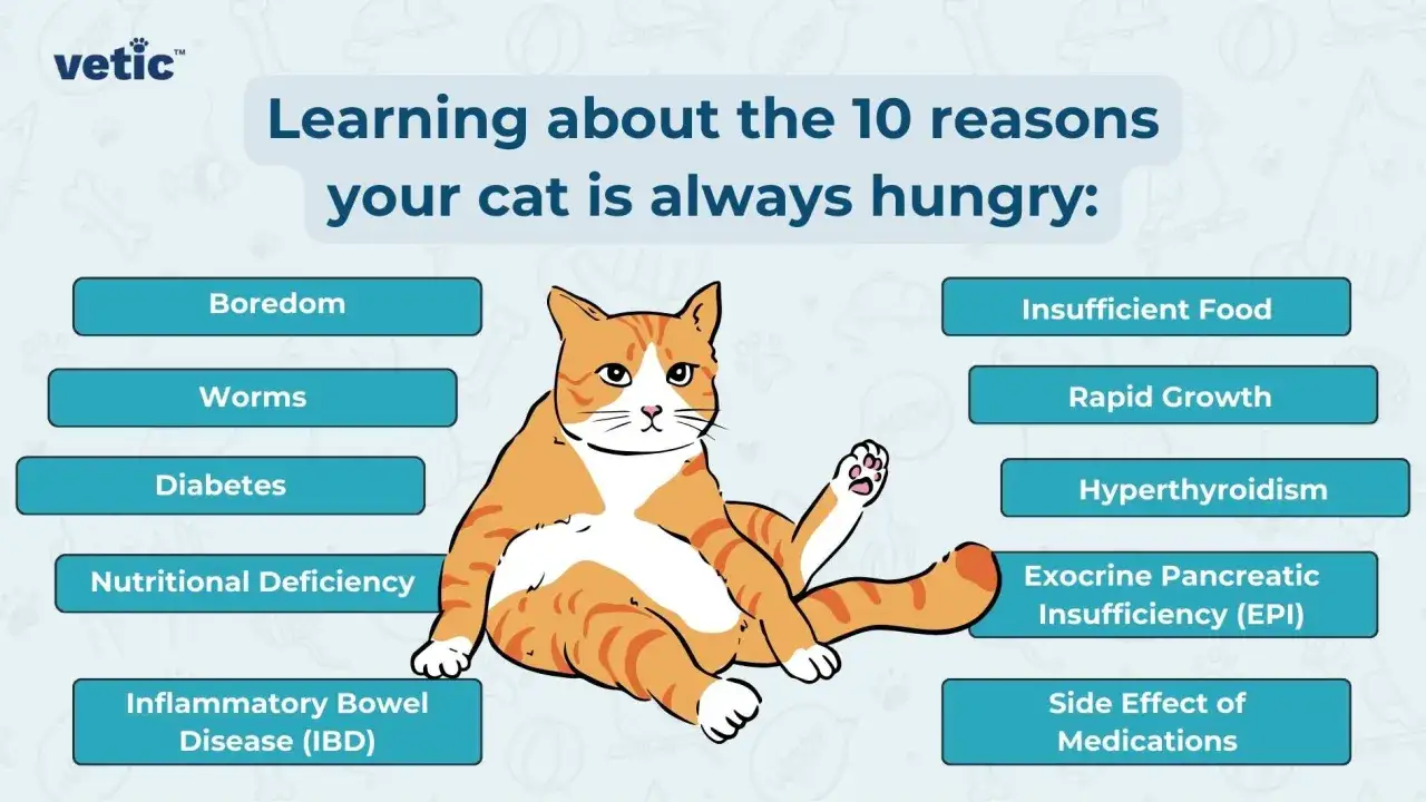 Un chat tigré orange semble toujours avoir faim. L'image liste 10 raisons possibles : ennui, vers, diabète, carence nutritionnelle, maladie inflammatoire de l'intestin, nourriture insuffisante, croissance rapide, hyperthyroïdie, insuffisance pancréatiq...