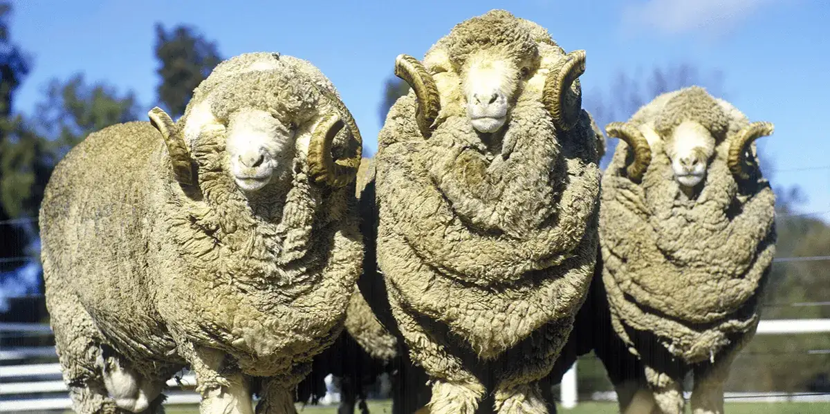 wełna merino właściwości
