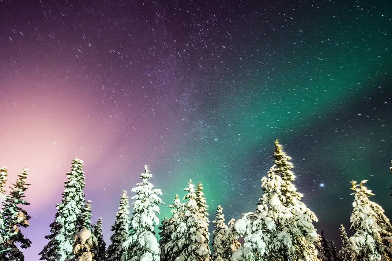 Snötäckta granar mot en stjärnklar himmel där aurora dansar i grönt och lila.
